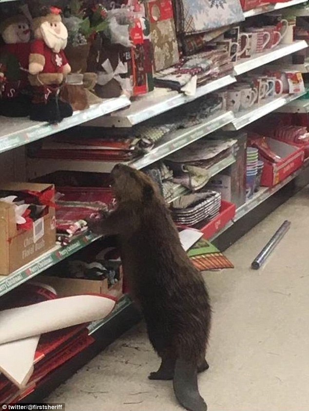 The animal was caught on camera rummaging through the Christmas decorations