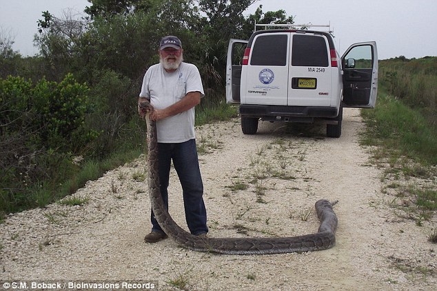 A wild life official is seen holding the massive 16-foot Burmese python that ate three deer in the Florida Everglades