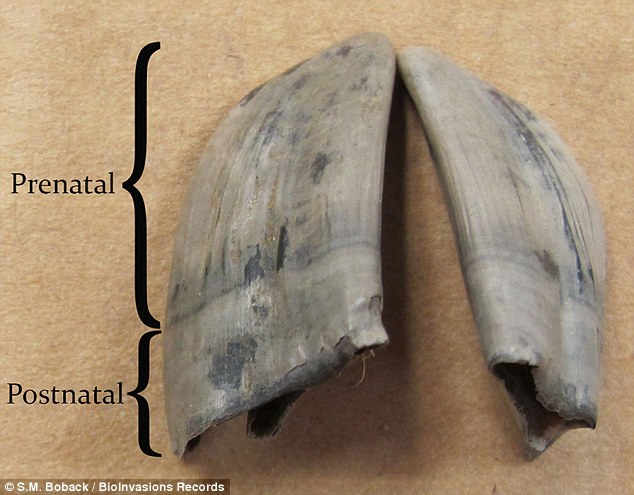 A close-up of the hooves belonging to the younger fawn that was found inside the snake