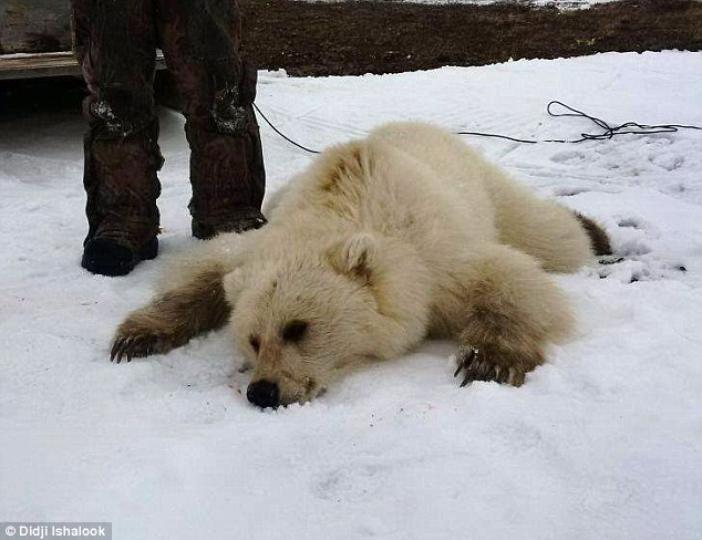 Hunter Didji Ishalook shot a white bear in the northern Canadian territory of Nunavut which turned out to be a polar-bear-grizzly hybrid (pictured). Experts say any increase in such cross mating could be a worrying sign of the Arctic bear’s inevitable demise