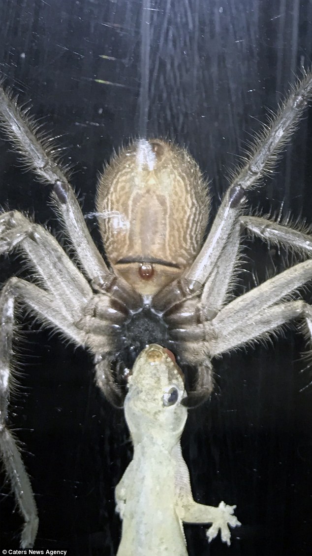 A huntsman spider the size of a dinner plate was spotted  with a gecko trapped in its mouth 