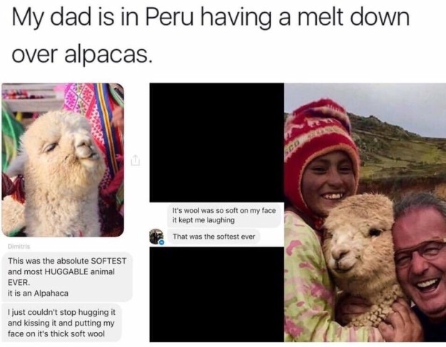 This dad lost his dang MIND over an alpaca: