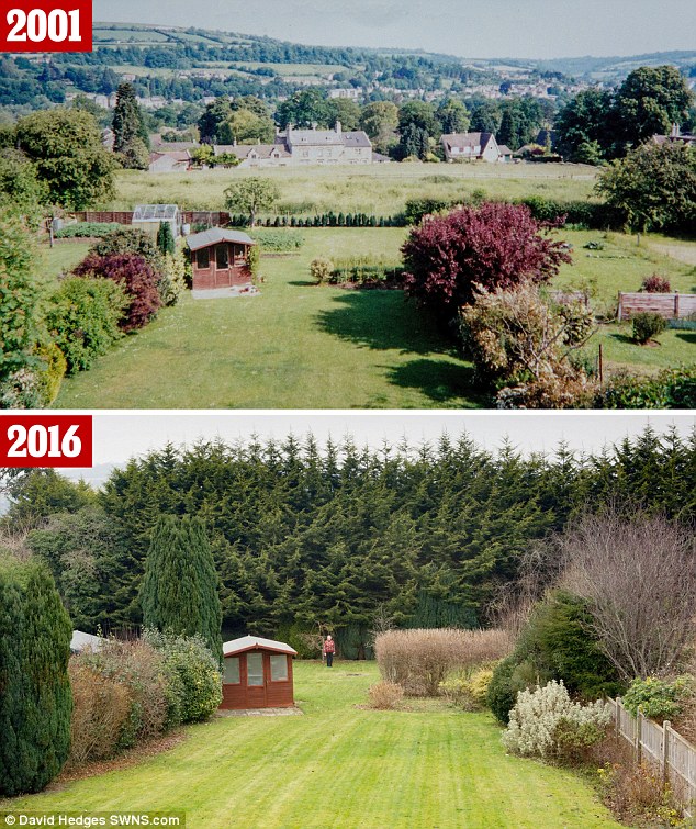 Above: Breathtaking view of the hill that was immortalised in Peter Gabriel's 1977 hit. Below: The view is totally obscured by 50ft-high hedge of leylandii