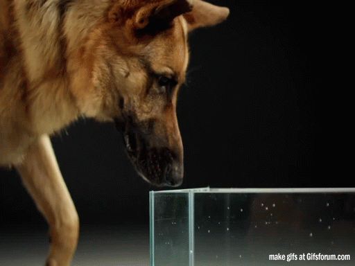 Watch how your dog collects water with its tongue while drinking.