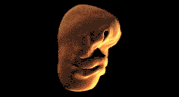 Check out the development of an embryo’s face inside a mother’s womb!