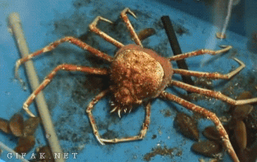 Check out this spider crab removing its old shell!