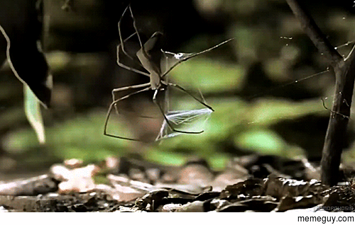A gladiator spider surely knows how to hunt its prey.