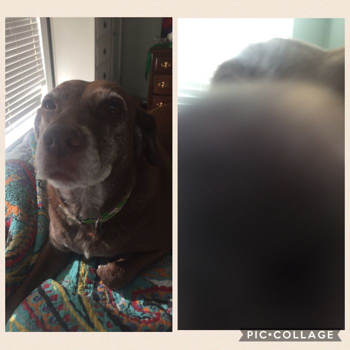 Before And After "whose A Good Bonnie?" Must Mean Kisses Time.