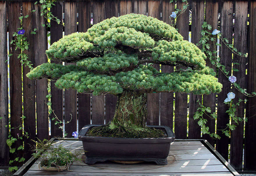 hiroshima-bonsai-tree-2