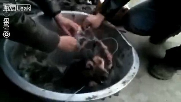 The men then start stripping the animal's fur off as it lays in a bowl before untying its legs 