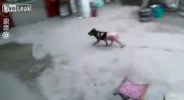 After being untied the animal gets up and runs away, with none of the men trying to catch it