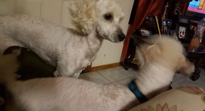 Arguello claims her poodle was the first male dog to interact with her female dog, Mocca. Nonetheless, the color of the puppies have lead the family to think Mocca might have been secretly sneaking out at night to interact with other male canines. 