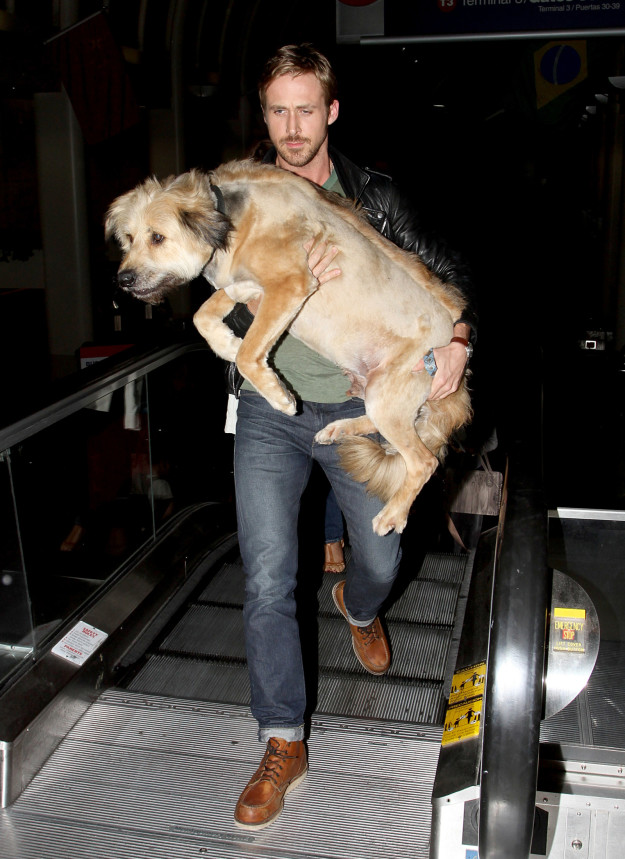 Ryan Gosling and a dog: