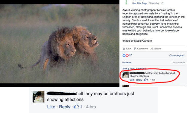 When someone argued that these gay lions were just bros.