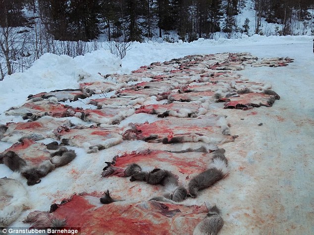 The skins of the reindeer lay on the ground after they were slaughtered in front of the students who are aged five-years-old  