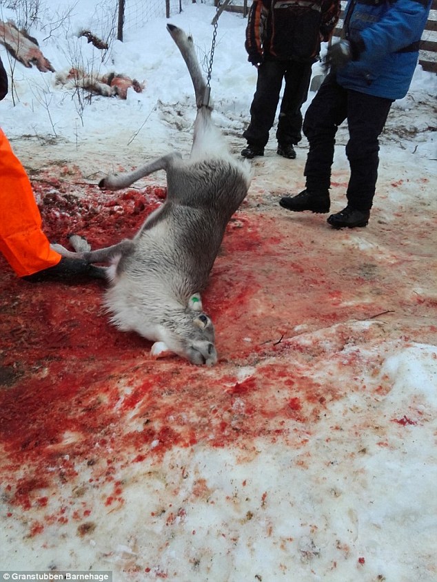 A reindeer lies in a heap of its blood after it was slaughtered as part of Sami cultural heritage program 