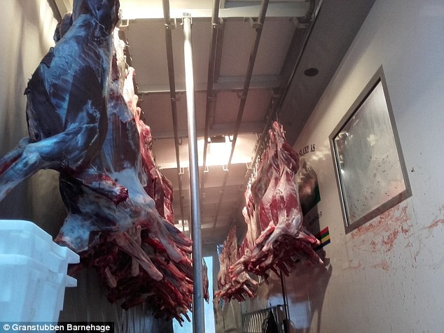 The carcasses hang in a room on the Sami site. Reindeer meat is considered a delicacy in Norway and often served as a roast 