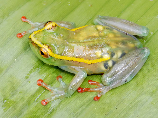 See-through Frog (Hyperolius Leucotaenius)