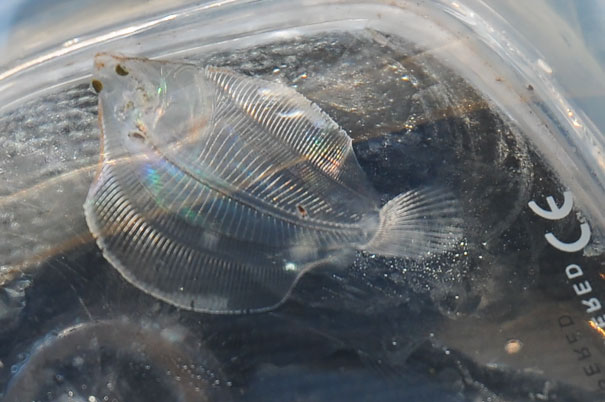 Transparent Flatfish