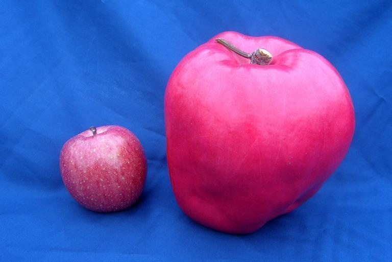 The world's heaviest apple.