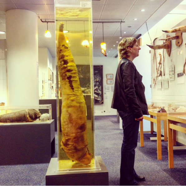 Iceland is home to a penis museum — The Icelandic Phallological Museum.