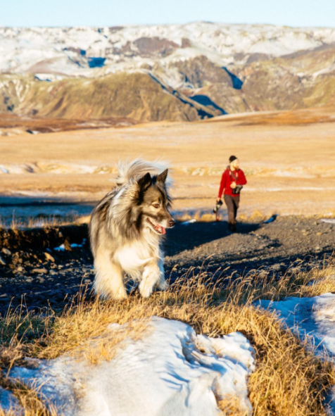 Dog ownership was banned in Reykjavík (Iceland's capital) until 1984, when the ban was partially lifted.