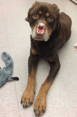 63833UNILAD imageoptim abuse Dog With Nose And Ears Cut Off By Owner Rescued