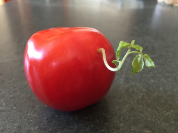 This tomato with a sprout growing out of it: