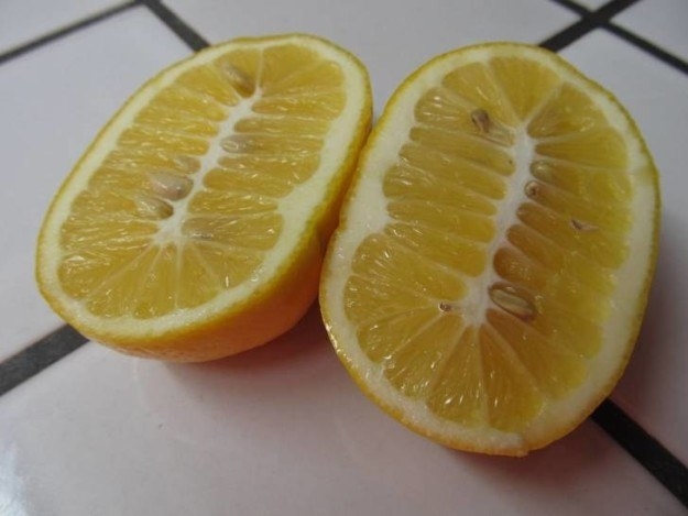 This unnaturally big lemon:
