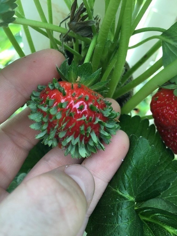 These strawberry seeds that started sprouting: