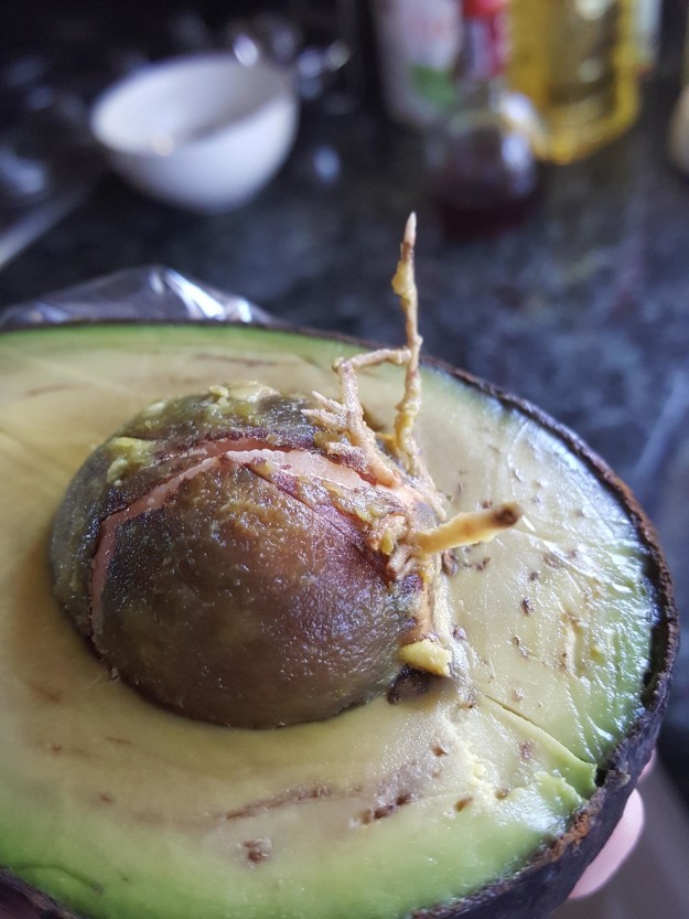 This avocado that's started to grow:
