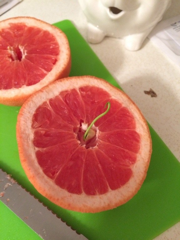 This little extra friend inside a grapefruit: