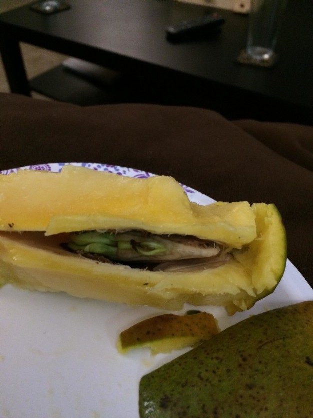 This mango that's sprouted: