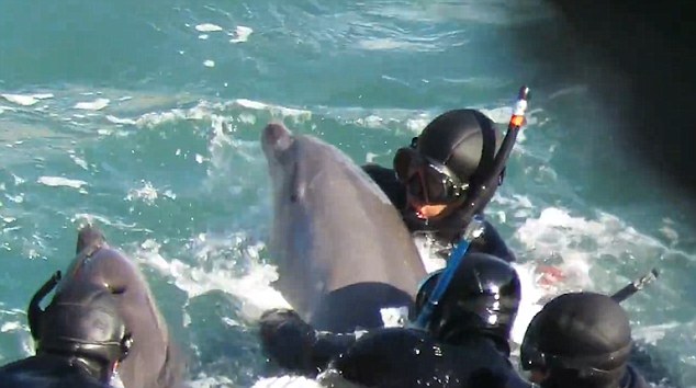 The young dolphin almost makes it back to its pod but the hunters manage to turn the animal around to take it back to their boat