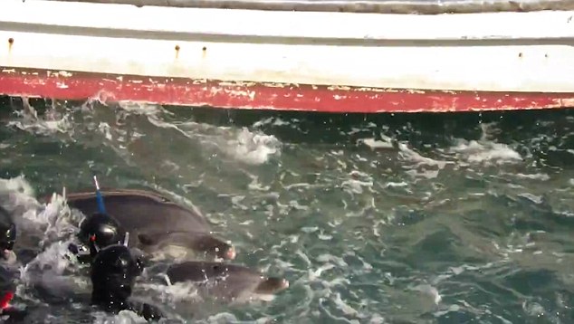 A larger dolphin comes up beside the hunters and knocks them to try and save the frightened youngster