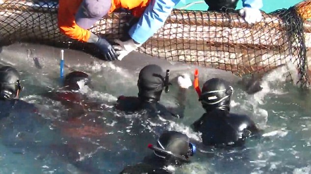 The calf is wrapped up in the fishing net and hauled onto the hunters' boat. According to the activists, 100 dolphins were taken over four days in January
