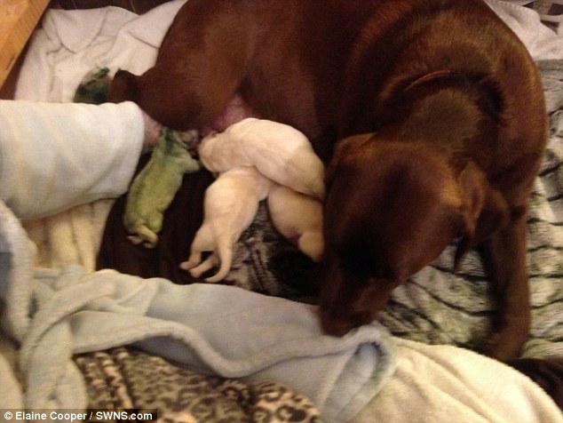  Two-year-old mother Milly had four male puppies and one girl during her first litter (shown)
