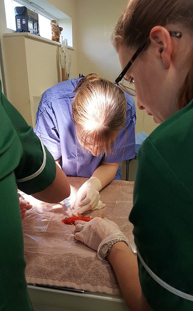 The highly-skilled specialist vet used a special table and equipment to perform the complex procedure 