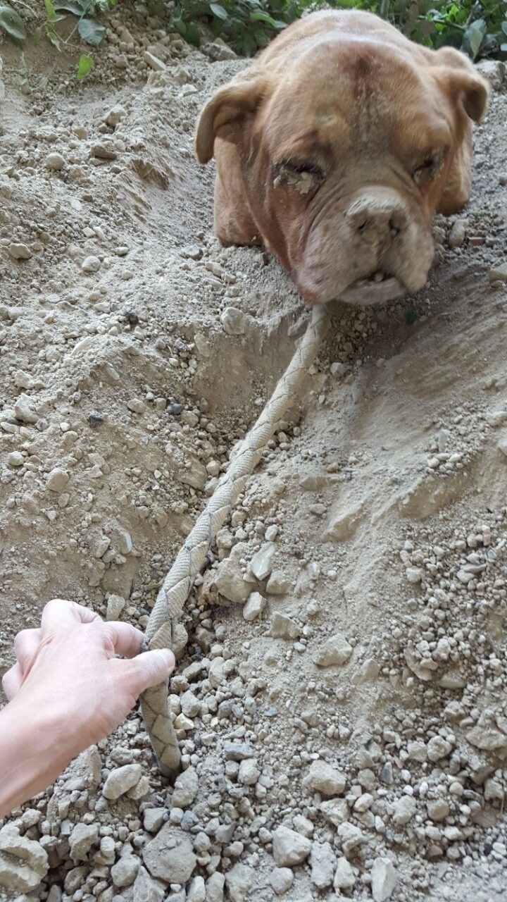 He also noticed that the dog had a rope tied around its neck. So he quickly got to work at digging her out.