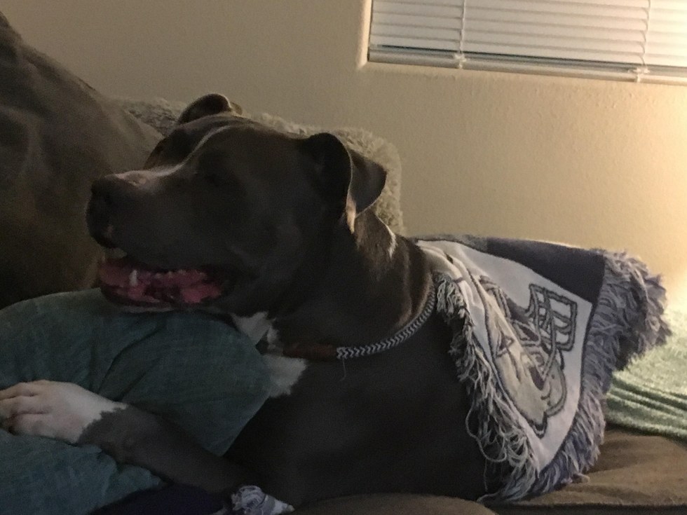 Rescue pit bull enjoying himself at home