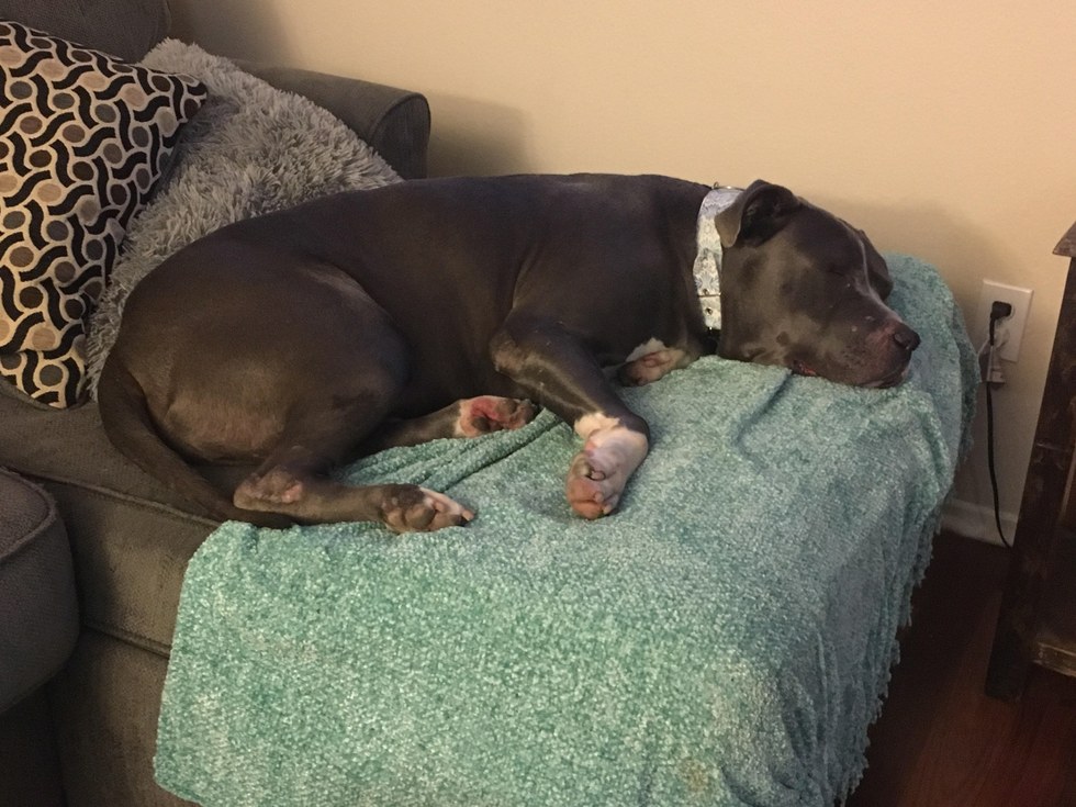 Rescued pit bull lying on the couch