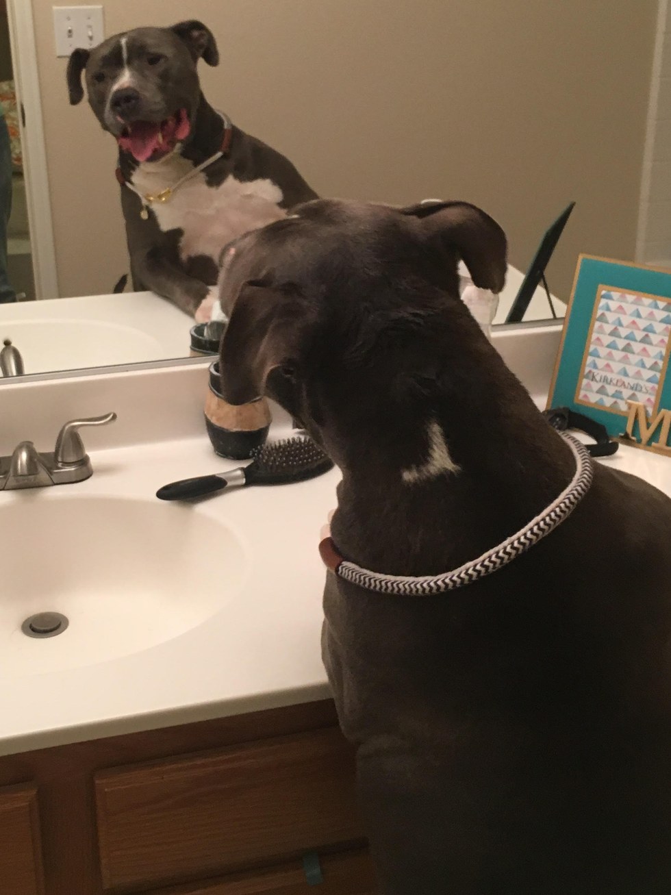 Blue King checking himself out in the mirror