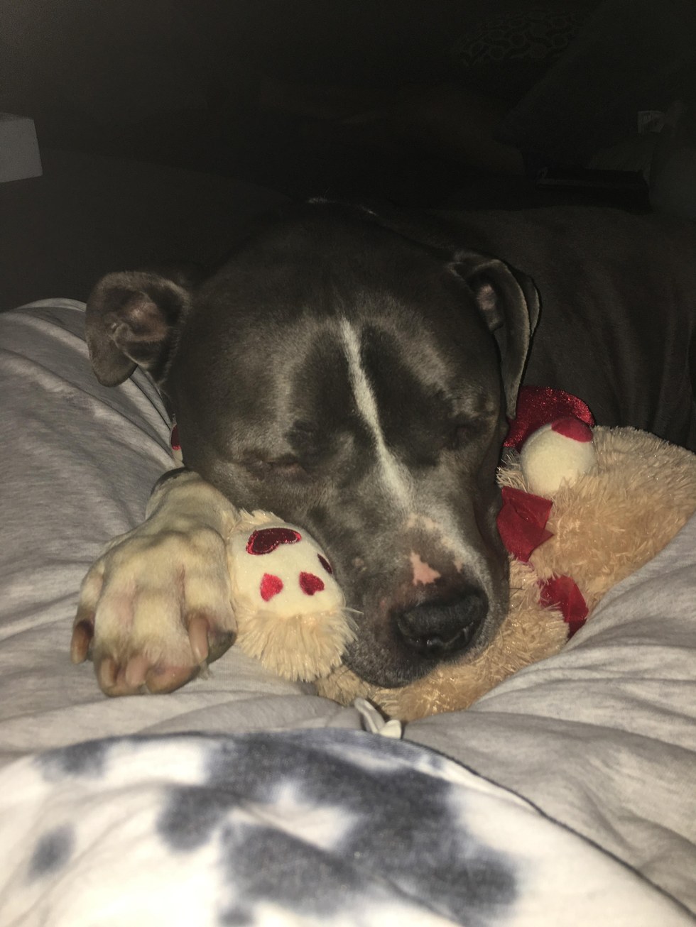 Rescued pit bull happy in his new home