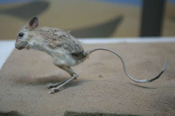 Gobi Jerboa - They kind of look like mini kangaroos, but these jumping rodents don't live in Australia. Gobi Jerboa are endangered and native to Mongolia, China, and the Gobi Desert.