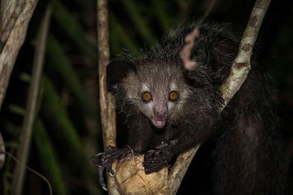 Aye Aye - Native to Madagascar these nocturnal animals are nearly extinct because locals think they are a bad omen.
