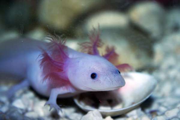 Axolotl - Not a fish, but actually a salamander that can regrow lost limbs and heal itself. Native to Mexico and is also called the "Mexican Walking Fish"