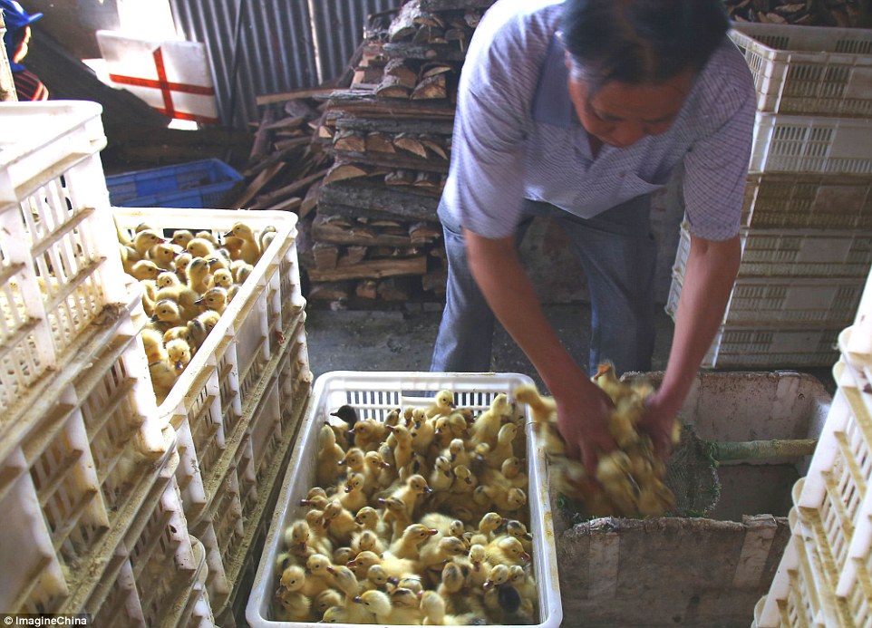 The pictures were taken on February 16 in an unnamed hatchery in the Tongqiao Village, Xidu Town, China's Hunan Province