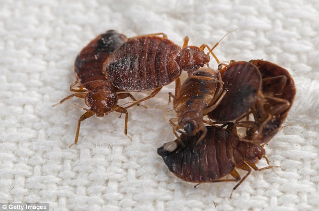 West Manheim Township Police found bed bugs (stock photo above) on  walls, in sheets and on pillows. Another woman in the care of Butler said she could 'feel them crawling' on her
