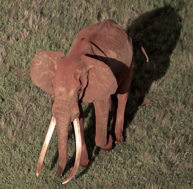 Incredibly Rare 50 Year Old African Elephant Killed By Poachers 1168 satao 2 aerial photo