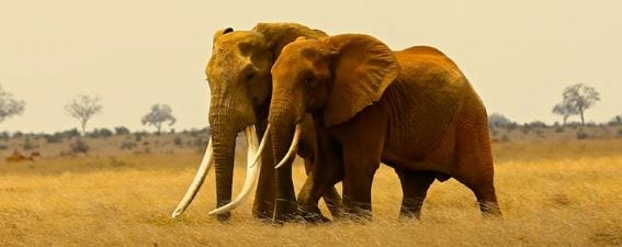 Incredibly Rare 50 Year Old African Elephant Killed By Poachers 1158 Elephant